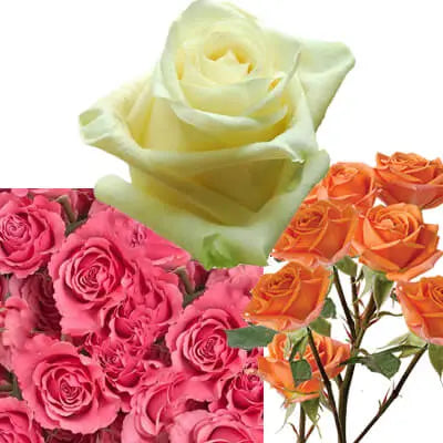 Creamy White, Pink, and Orange PetalKit PetalDrivenCom