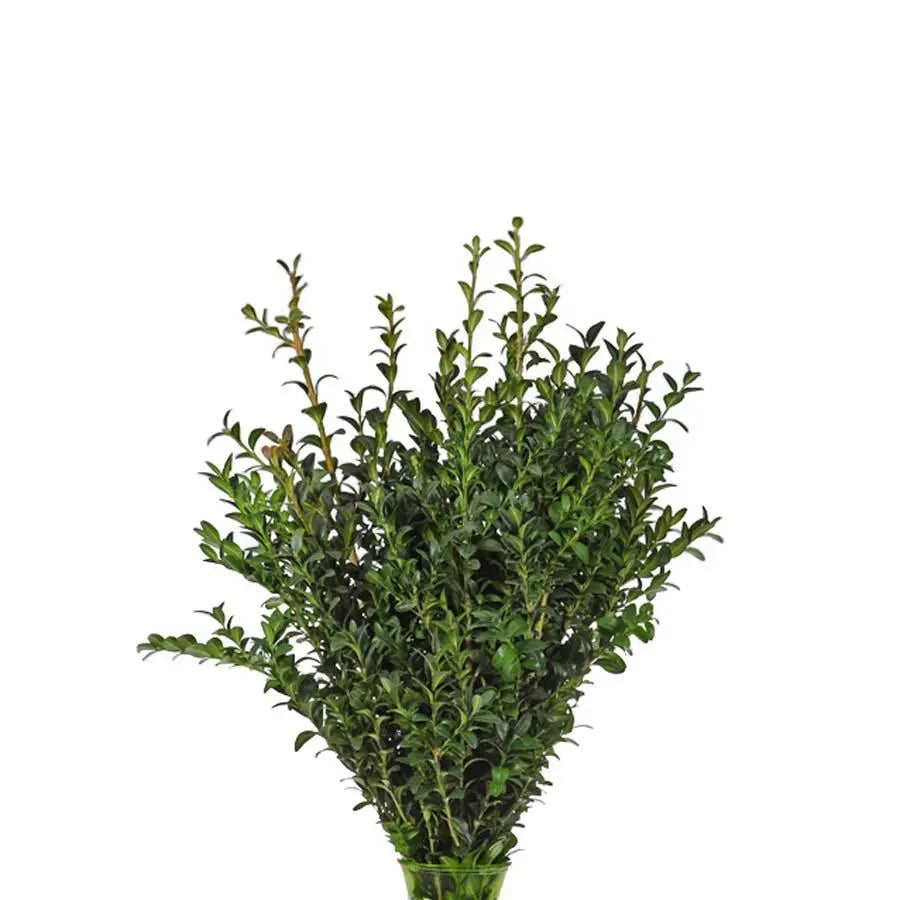 Boxwood - 5 Bunches