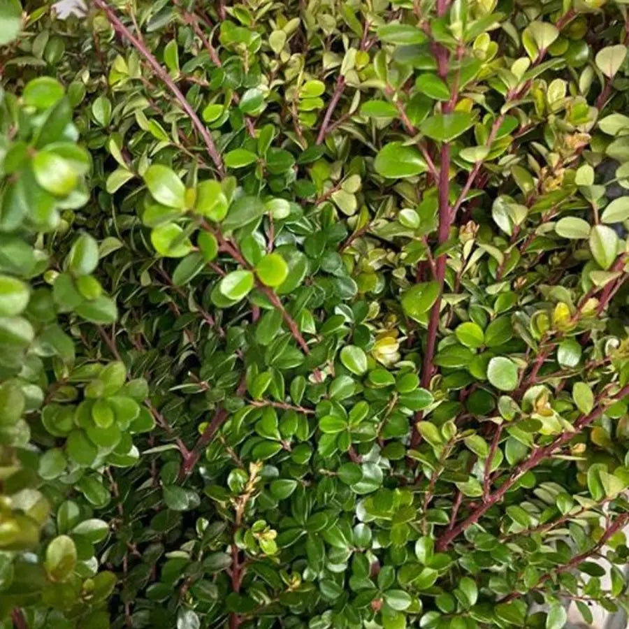 Boxwood - 8 Bunches HDB