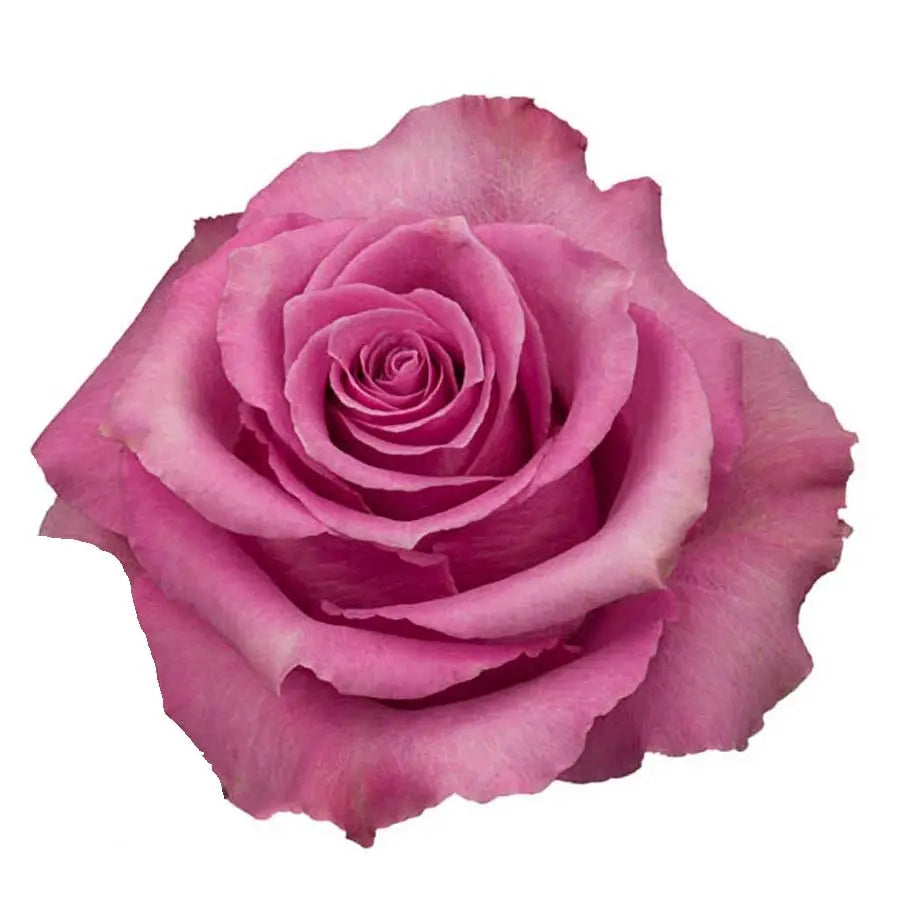 Yellow, Pink, & White PetalKit PetalDrivenCom