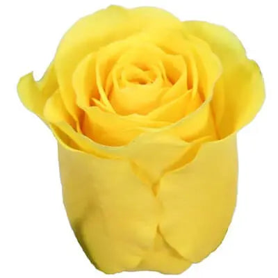 Sunny Days PetalKit PetalDrivenCom