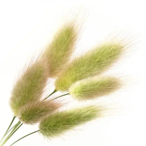 Bunny Tail Grass