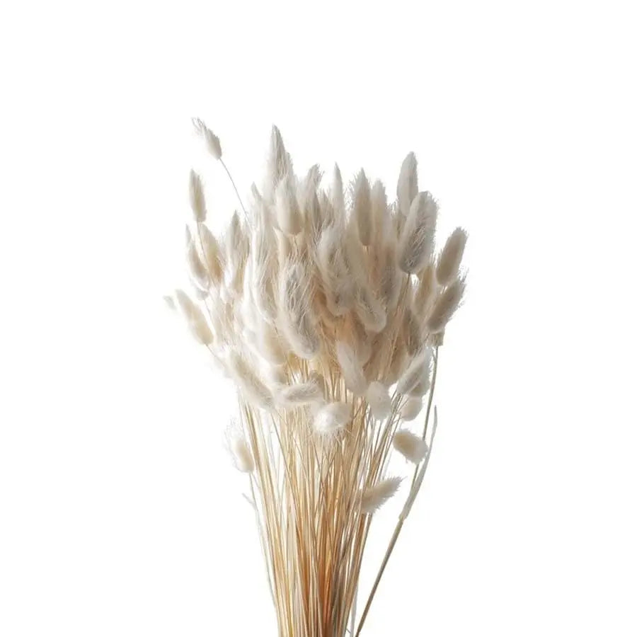 Bunny Tail Grass Bleached - 60 Stem Pack