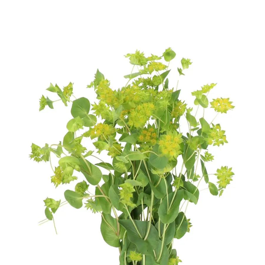 Bupleurum Griffithii - 50 Stem Bunch Holex Dutch
