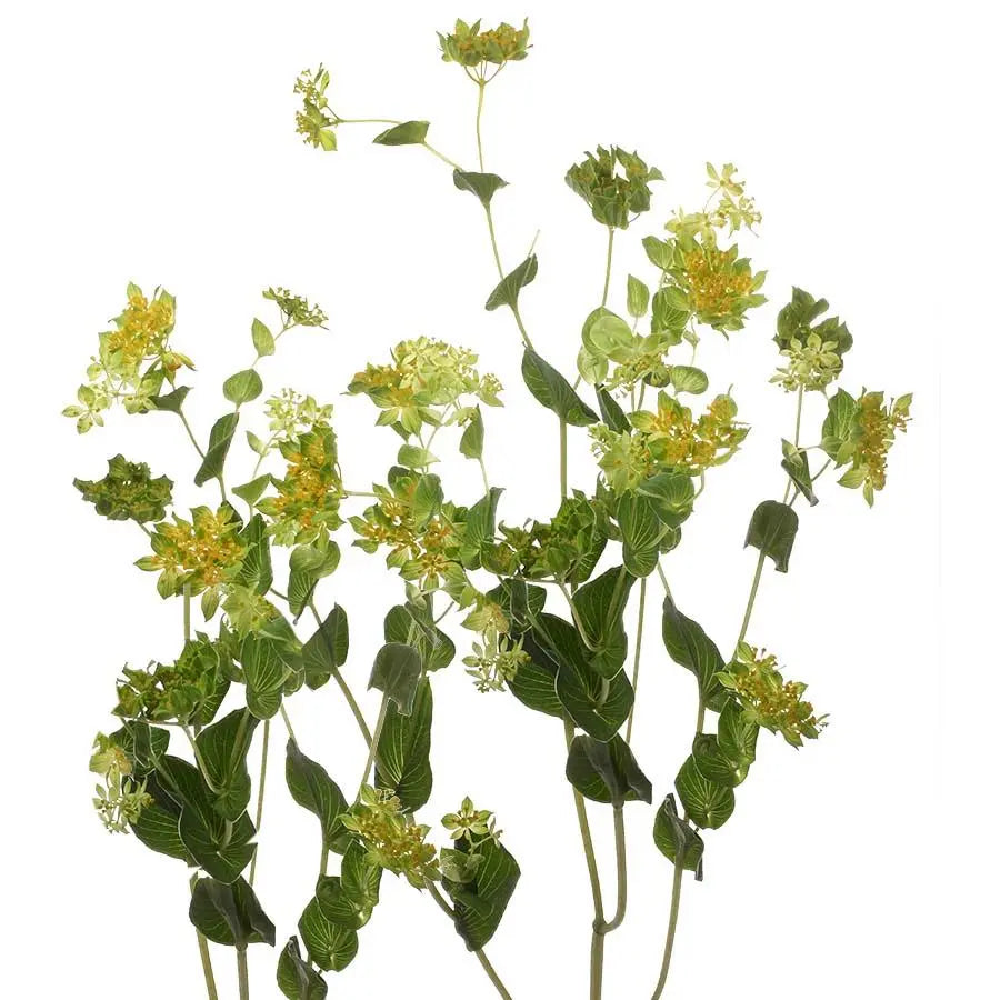 Bupleurum Griffithii - 50 Stem Bunch
