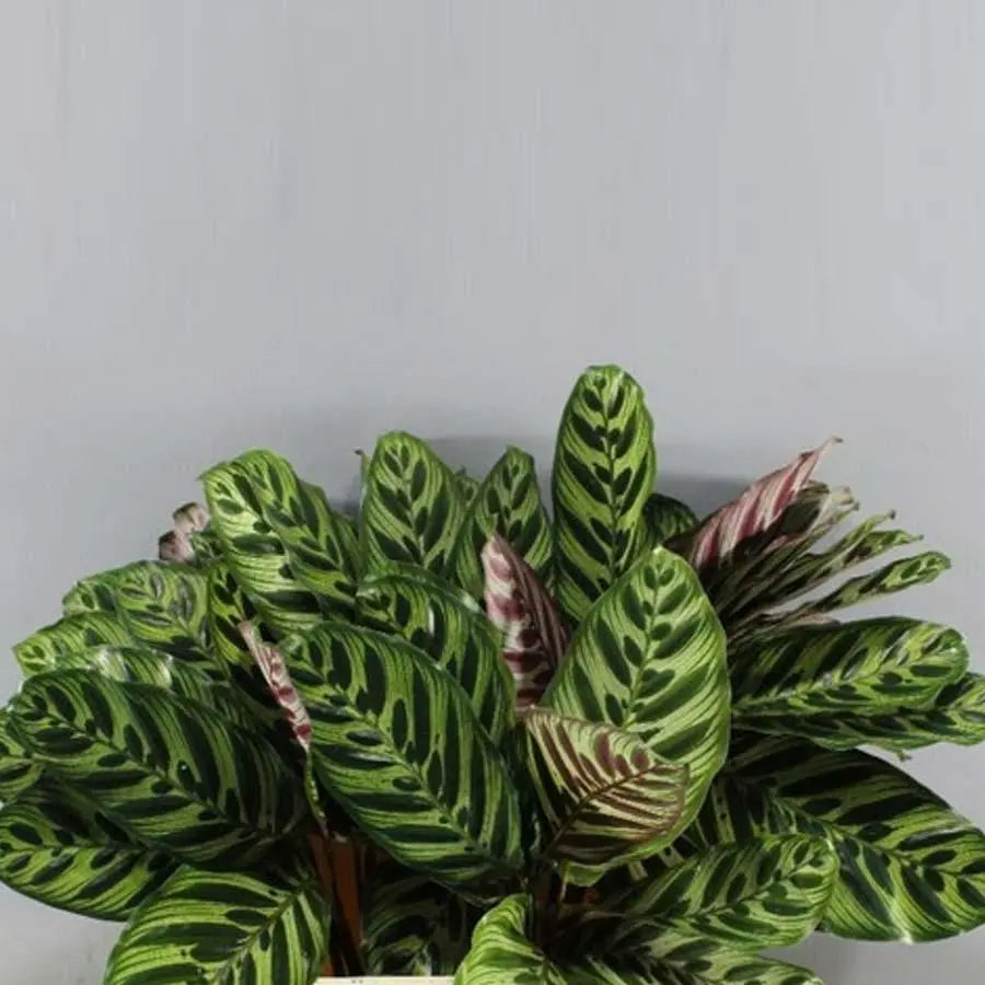 Calathea Makayona - 50 Stem Bunch