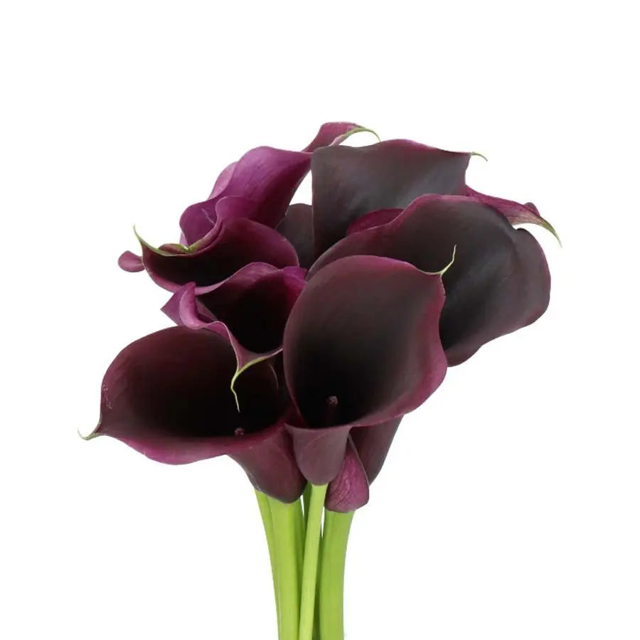 Calla Lily Captain Carrera - 10 Stem Bunch
