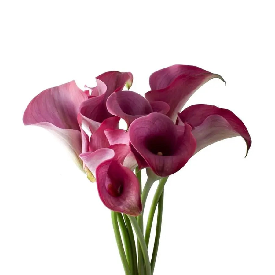 Calla Lily Captain Promise - 10 Stem Bunch