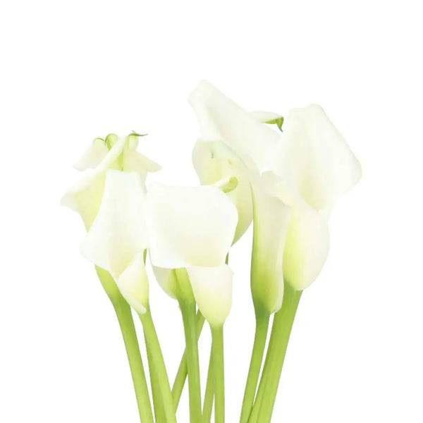 Calla Lily Crystal White - PetalDriven