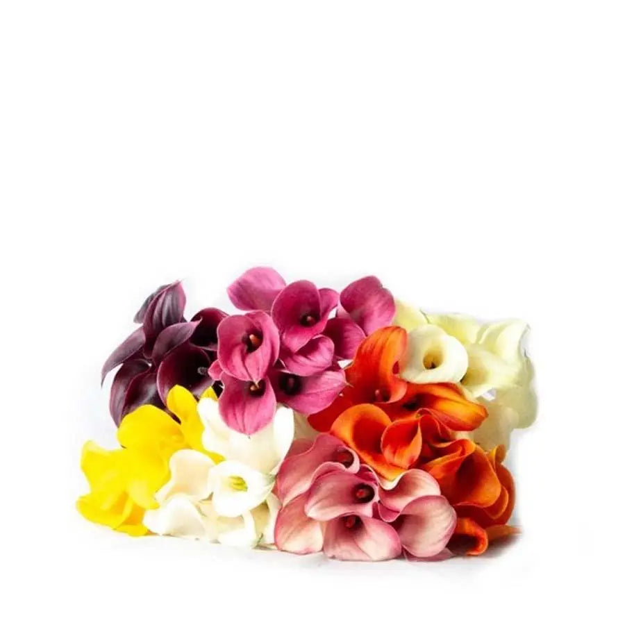 Calla Lily Assorted Colors 80 Stem Pack