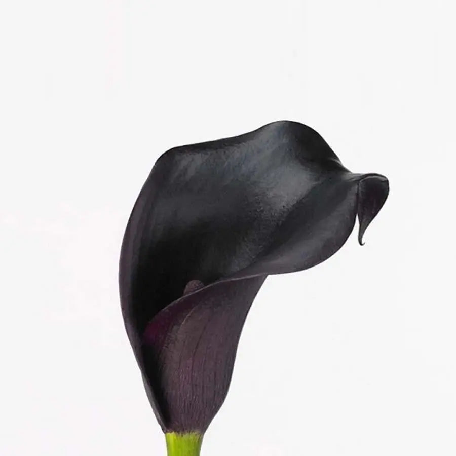 Specials - PetalDriven