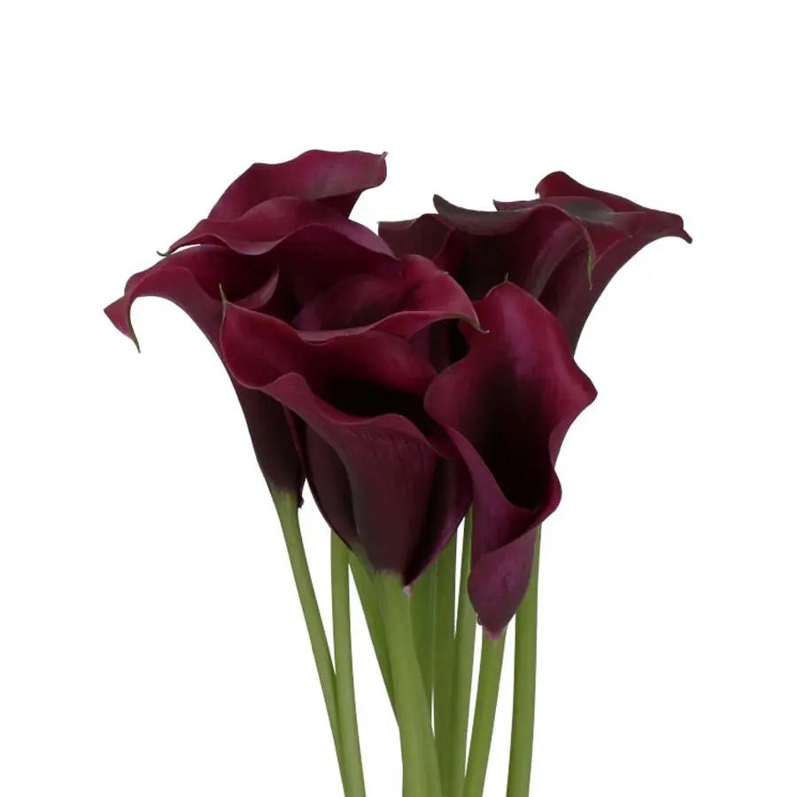 Calla Lily Odessa - 10 Stem Bunch