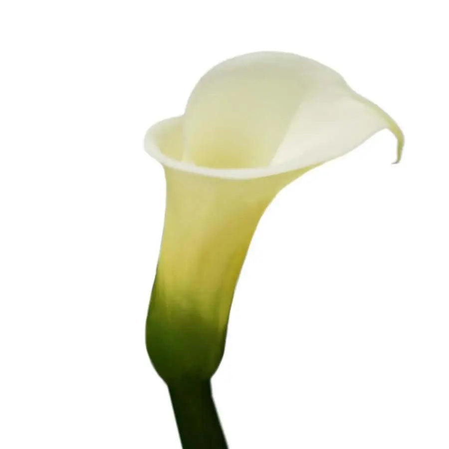 Calla Lily Open Cut White 85cm - 30 Stem Pack