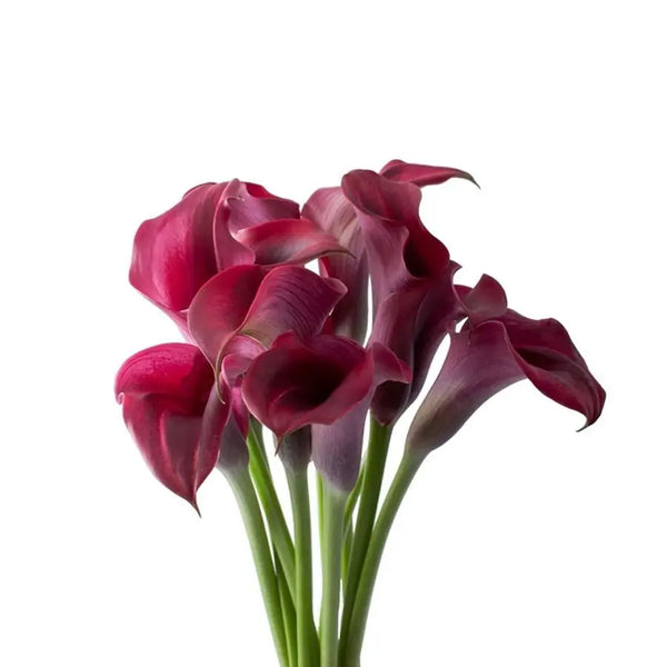 Calla Lily Rudolph 60cm - 20 Stem Bunch - PetalDriven