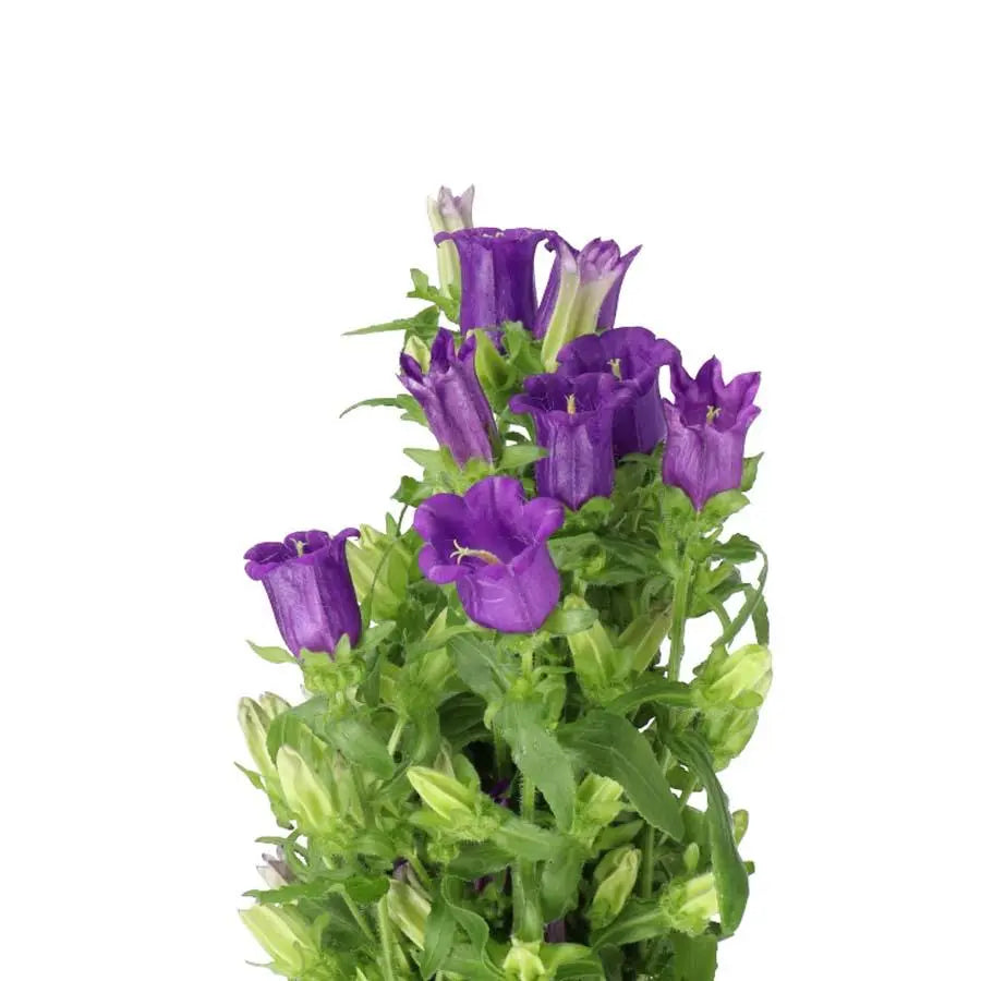 Campanula Medium Champion Blue - 20 Stem Bunch - PetalDriven