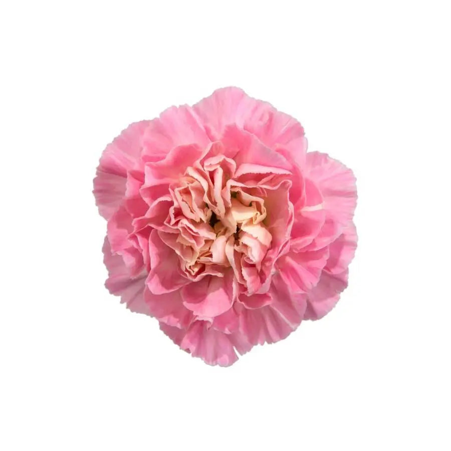 Carnation Minami Feminine Select - 200 Stem Box Holex USA