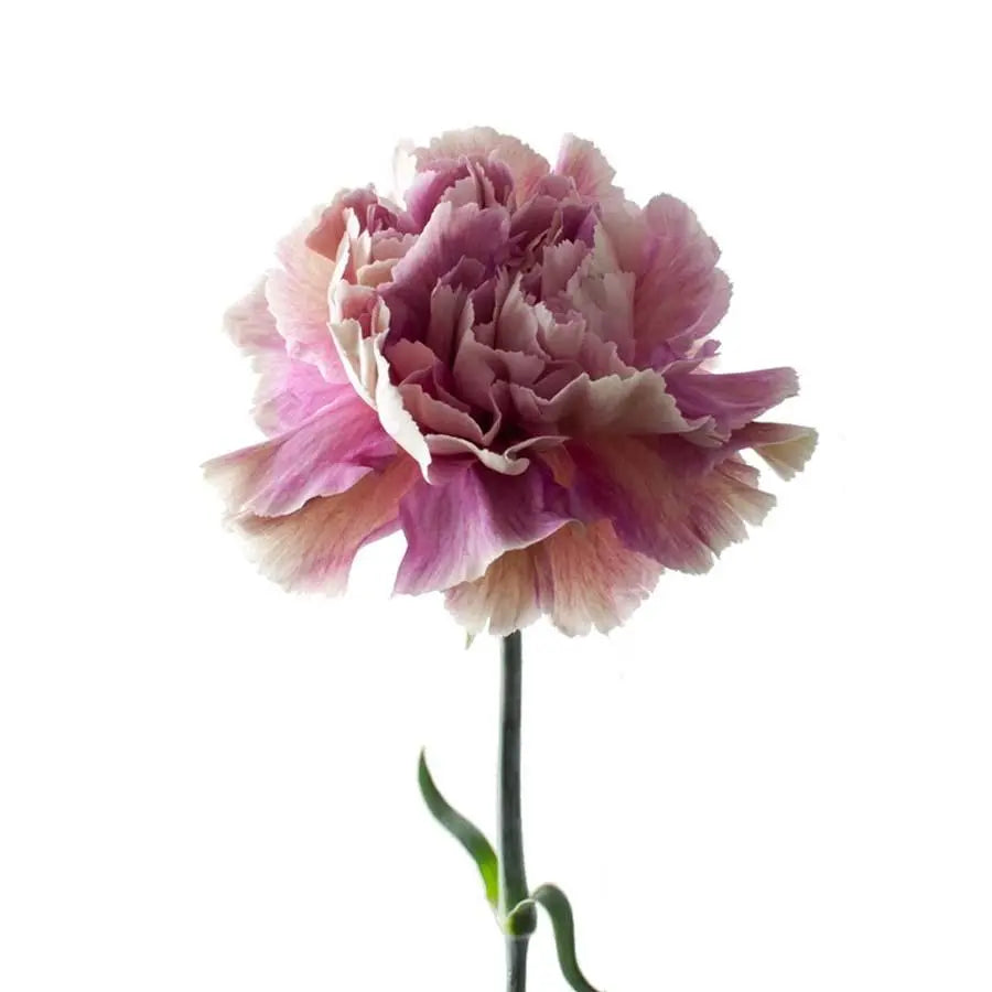 Carnation Antiqua - 20 Stem Bunch