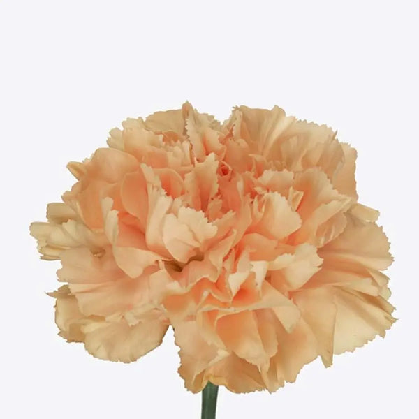 Carnation_Caroline_Gold_7d399a