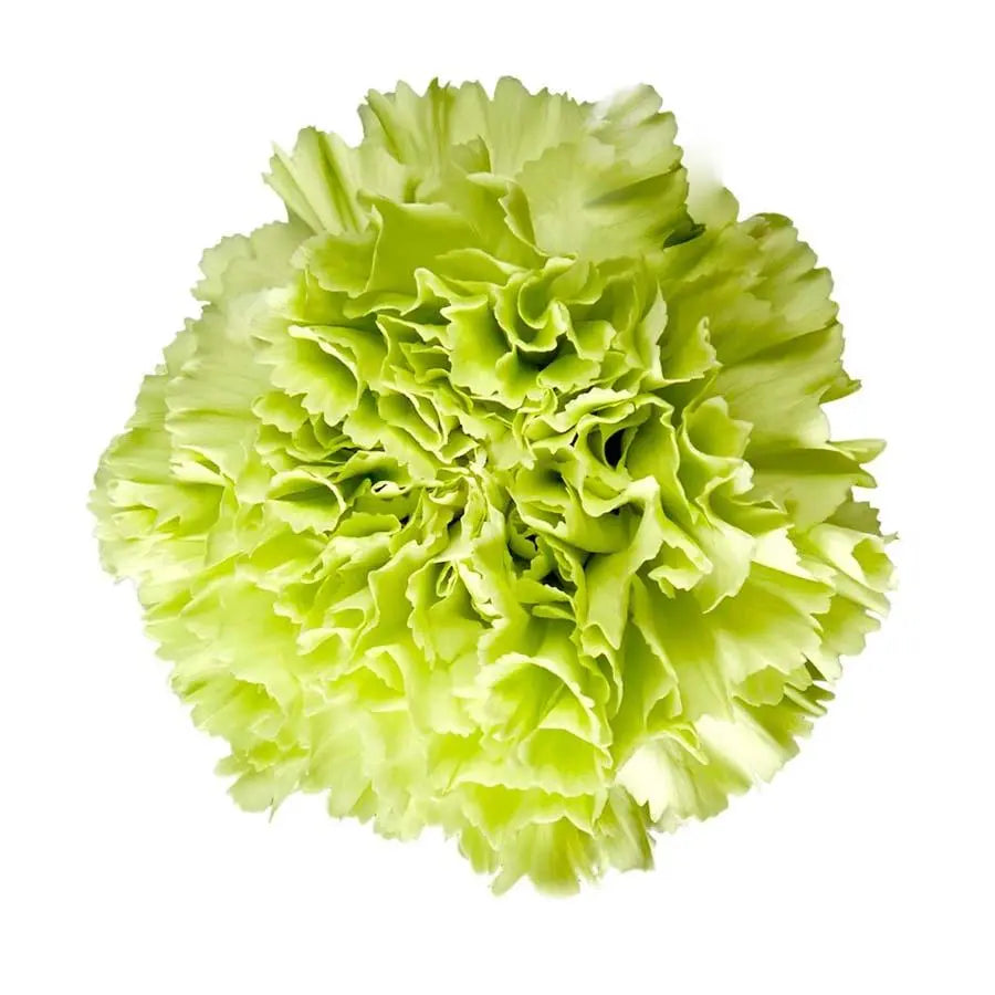 Carnation Goblin Green - 20 Stem Bunch