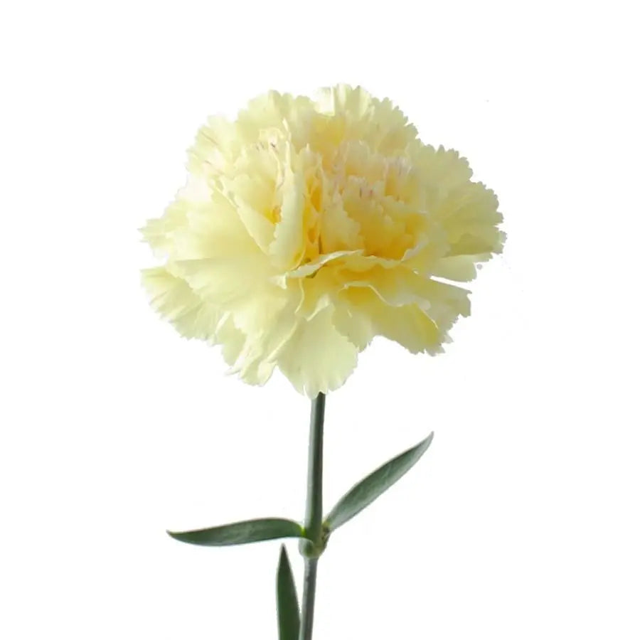 Carnation Hermes - 20 Stem Bunch