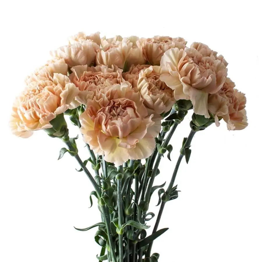 Carnation Lege Maronne - 20 Stem Bunch