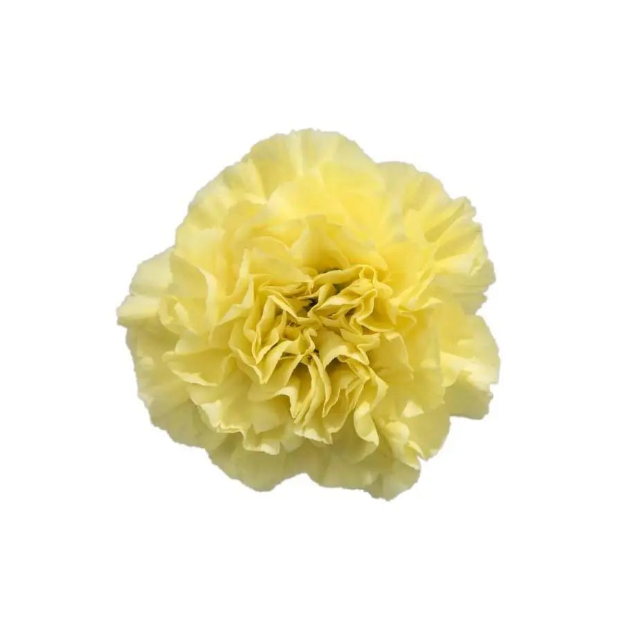 Carnation Minami Lemon Select - 200 Stem Box