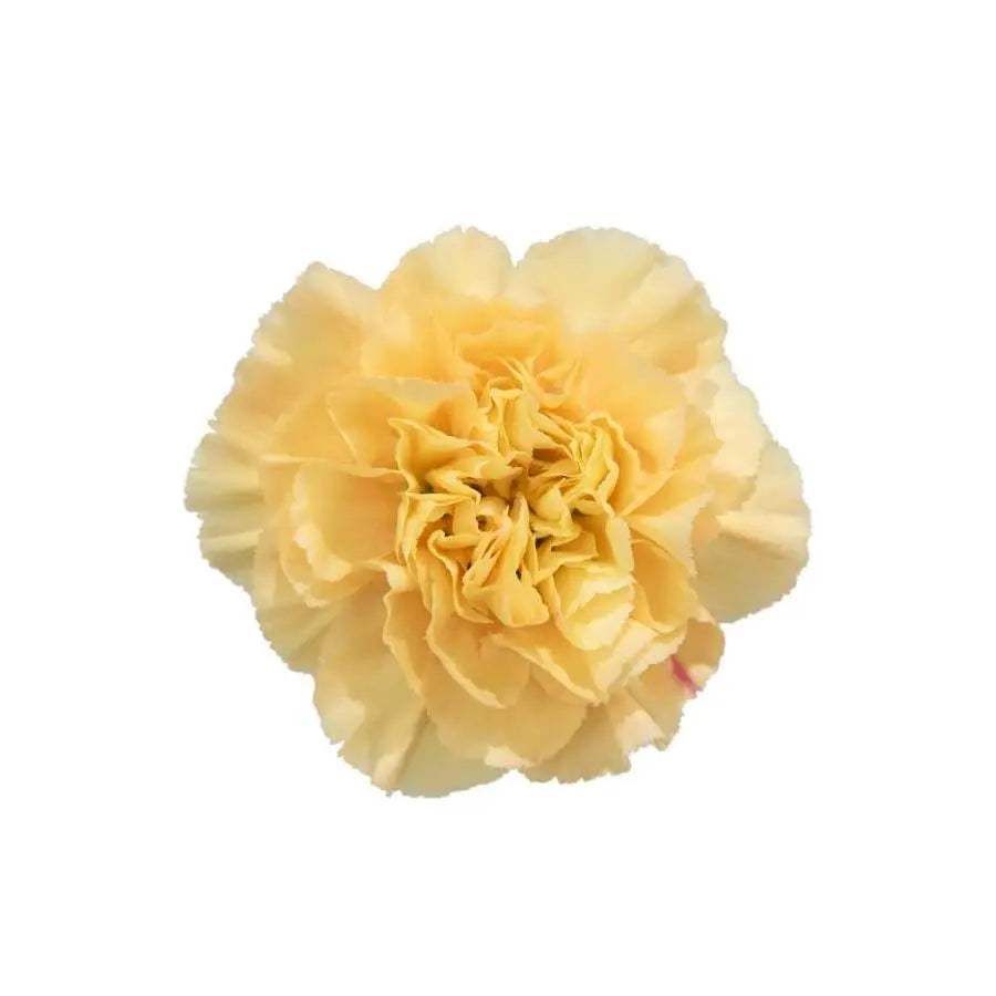 Carnation Minami Select - 200 Stem Box
