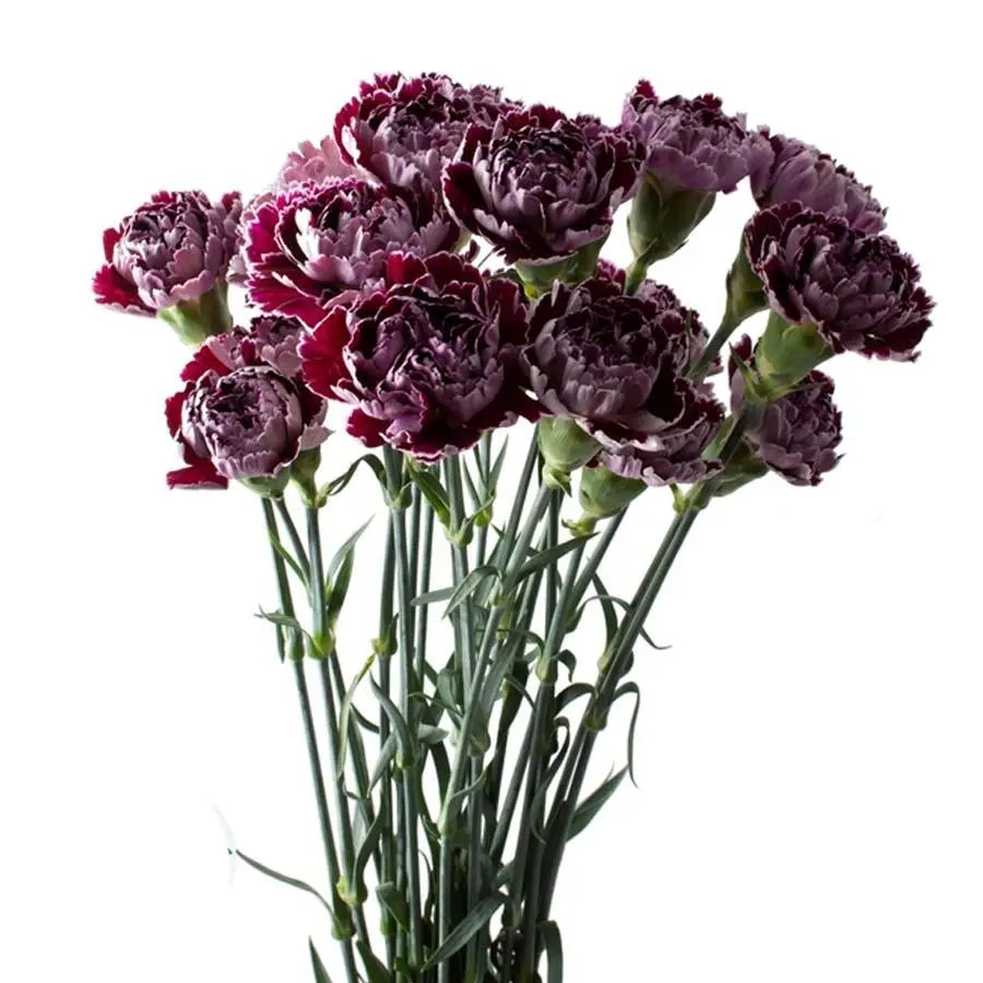Carnations, specialty-Extasis Blue-dusty purple