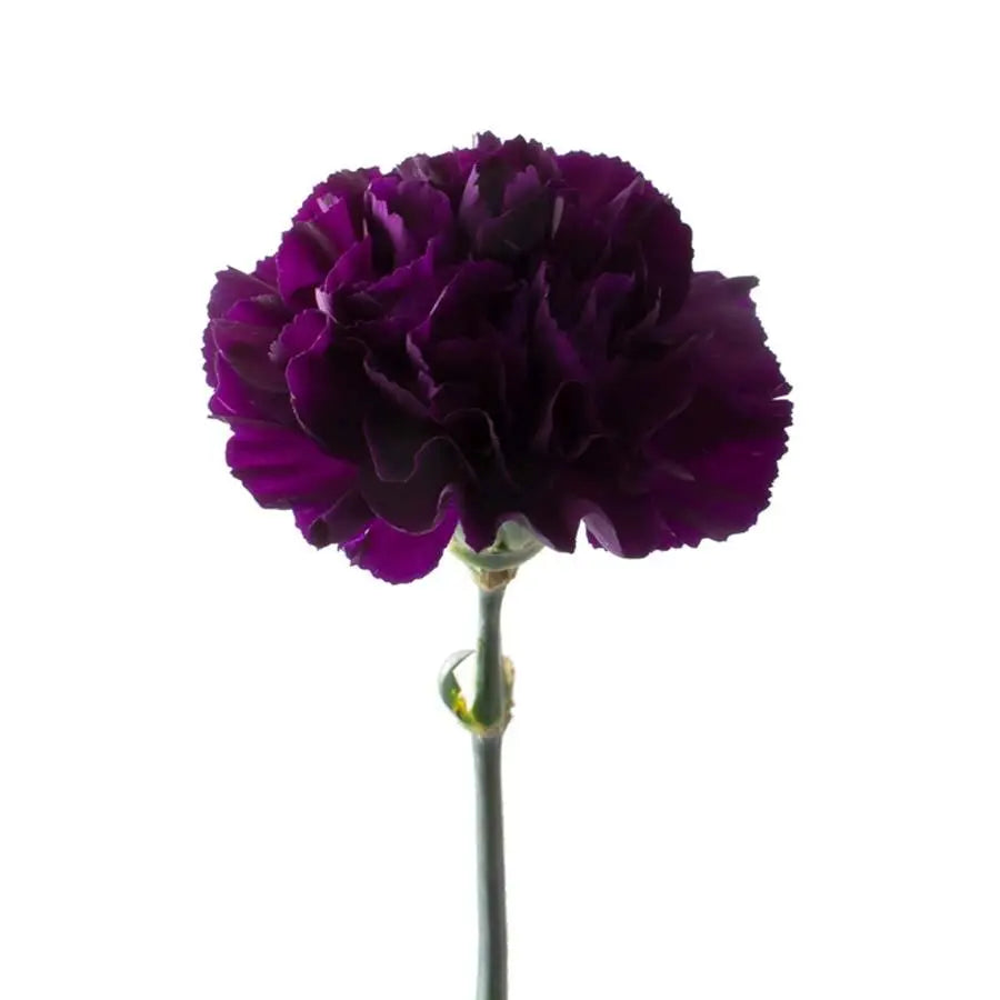 Carnation Moonvista - 20 Stem Bunch