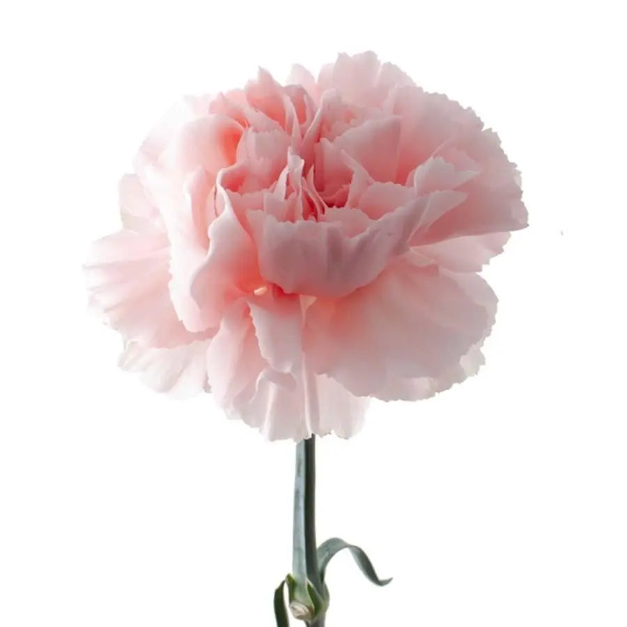 Carnation Nahema - 20 Stem Bunch