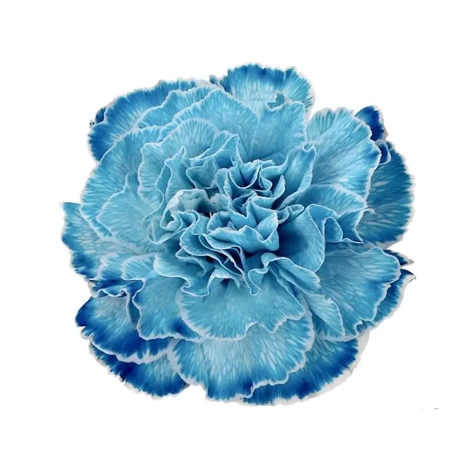 Carnation Painted Côte D'azur - 40 Stem Bunch