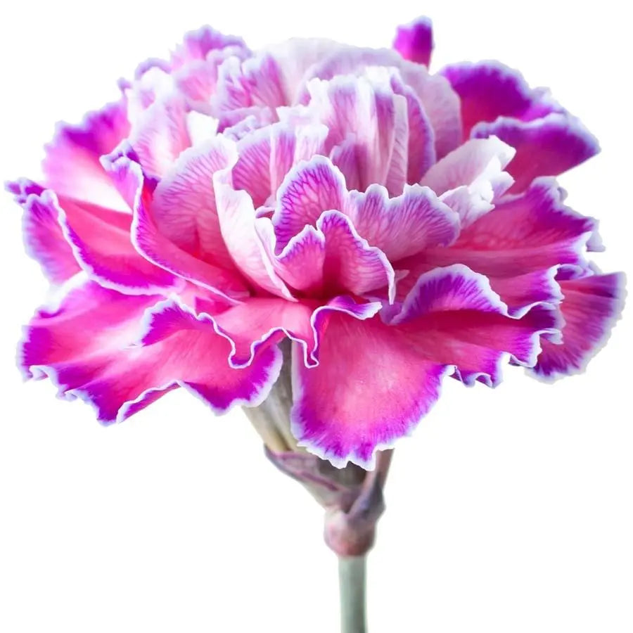 Carnation Painted Expression - 20 Stem Bunch
