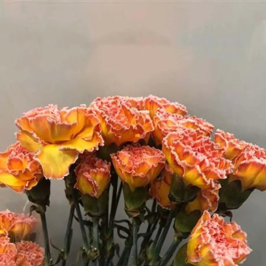 Carnation Painted Moonshine - 20 Stem Bunch
