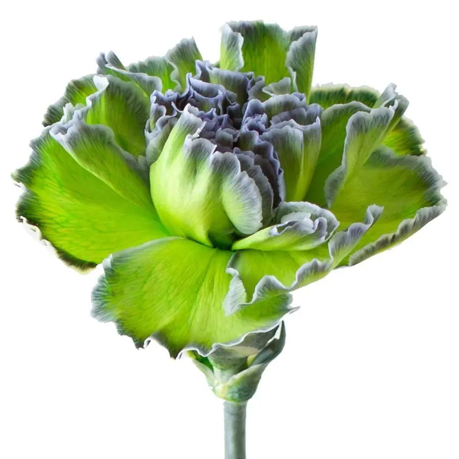 Carnation Painted Polar Light - 20 Stem Bunch