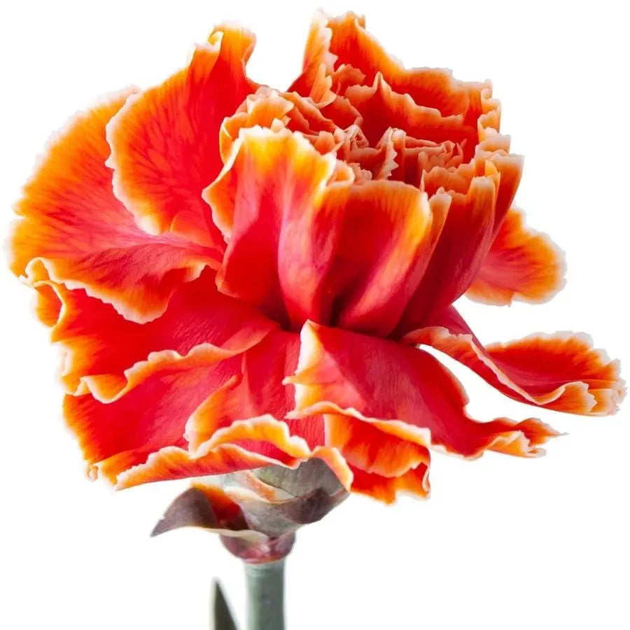 Carnation Painted Roma - 40 Stem Bunch - PetalDriven