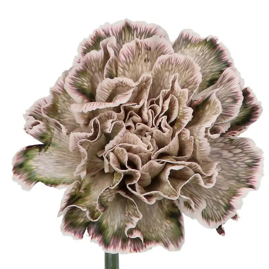 Carnation Painted Shadow - 40 Stem Bunch