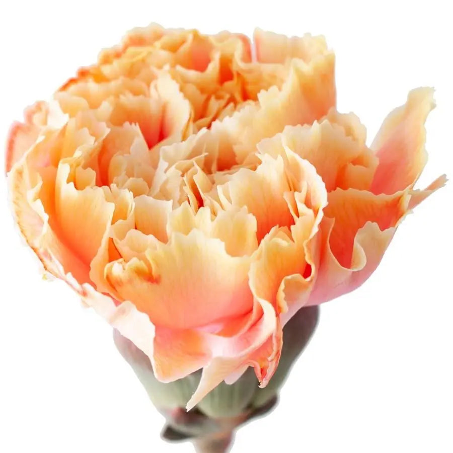 Carnation Painted Sunshine - 20 Stem Bunch