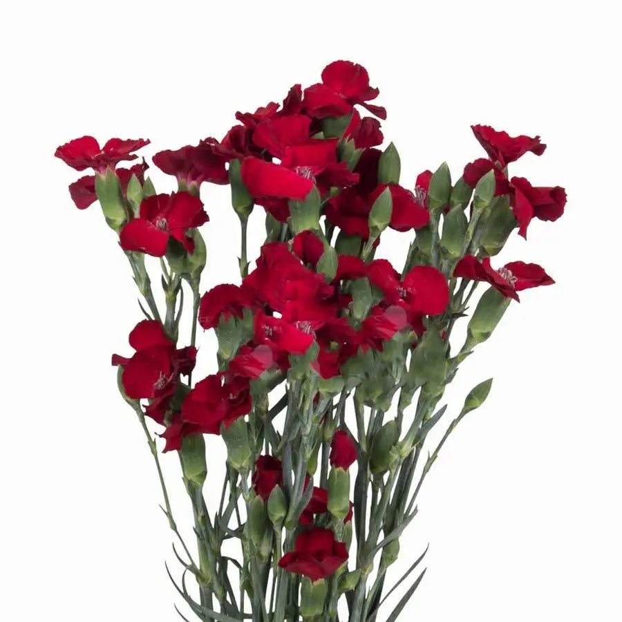 Carnation Spray Solomio Edo - 50 Stem Bunch - PetalDriven