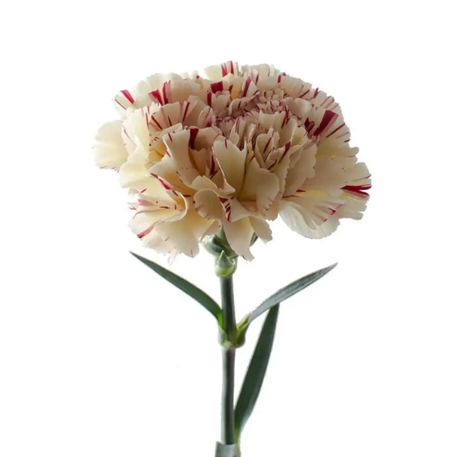Carnation Viper - 20 Stem Bunch