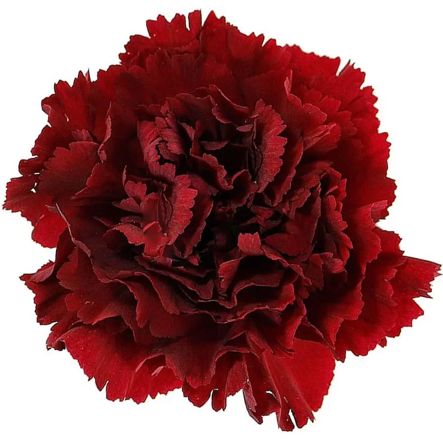 Carnation Zurrigo - 40 Stem Bunch