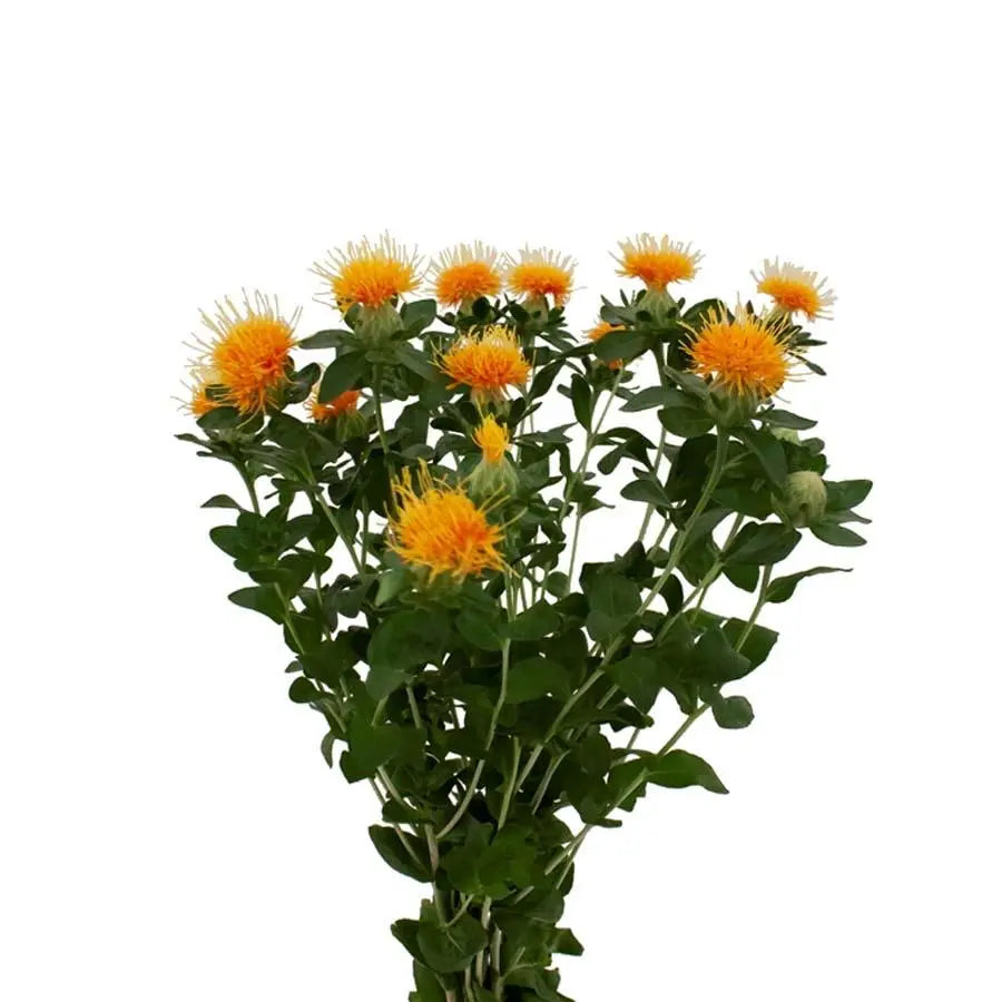 Carthamus Zanzibar - 25 Stems