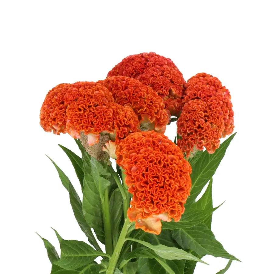 Celosia Cristata Reprise Orange - 20 Stems Holex Dutch