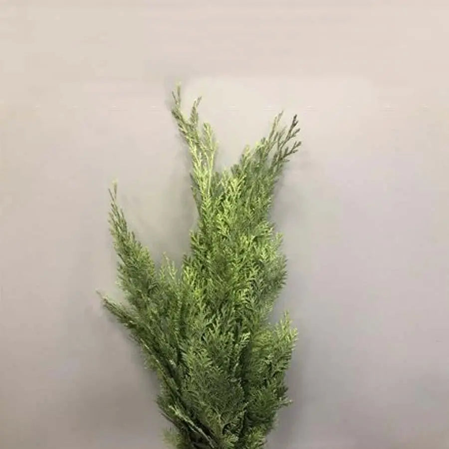 Chamaecyparis Painted Mint Green - 50 Stem Bunch
