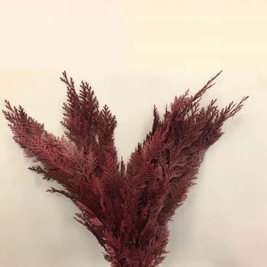 Chamaecyparis Painted Red - 50 Stem Bunch 