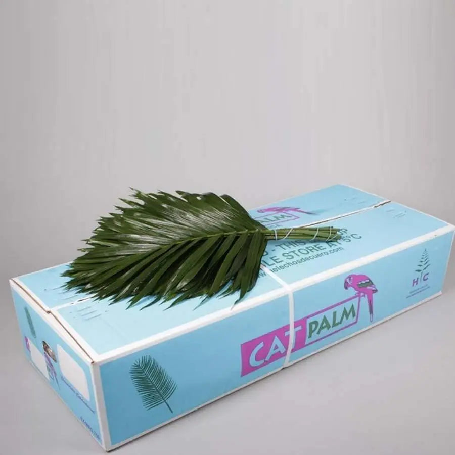 Chico Cat Palm - 5 Bunches