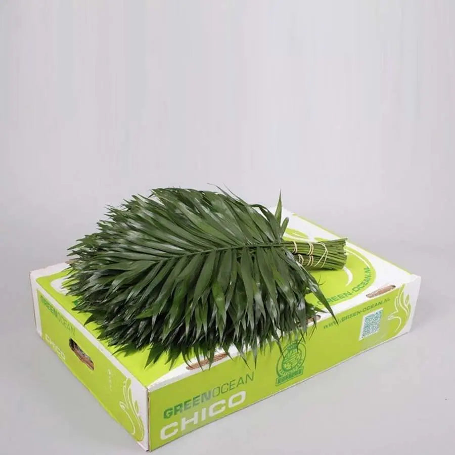 Chico Jumbo Green Ocean - 5 Bunches