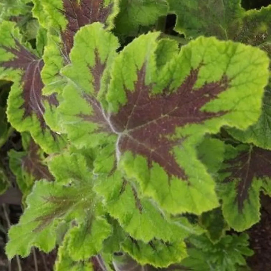 Chocolate Geranium - 10 Bunch Box HDB