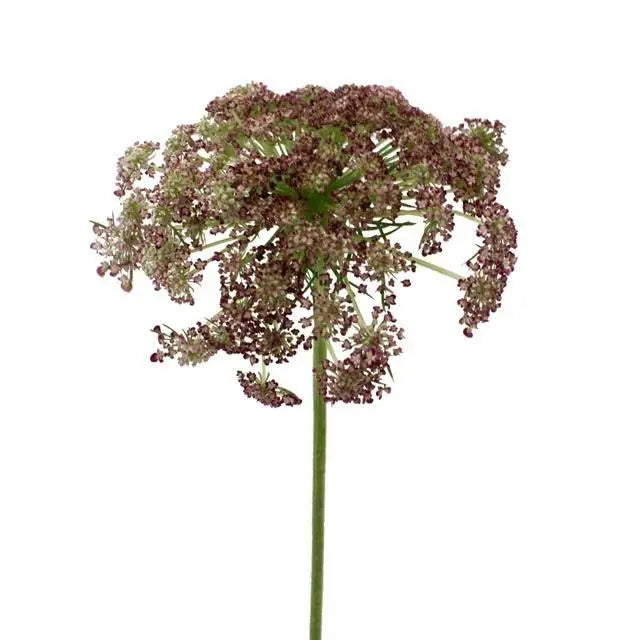 Chocolate Lace (Daucus Carota) - 40 Stem Bunch Holex Dutch