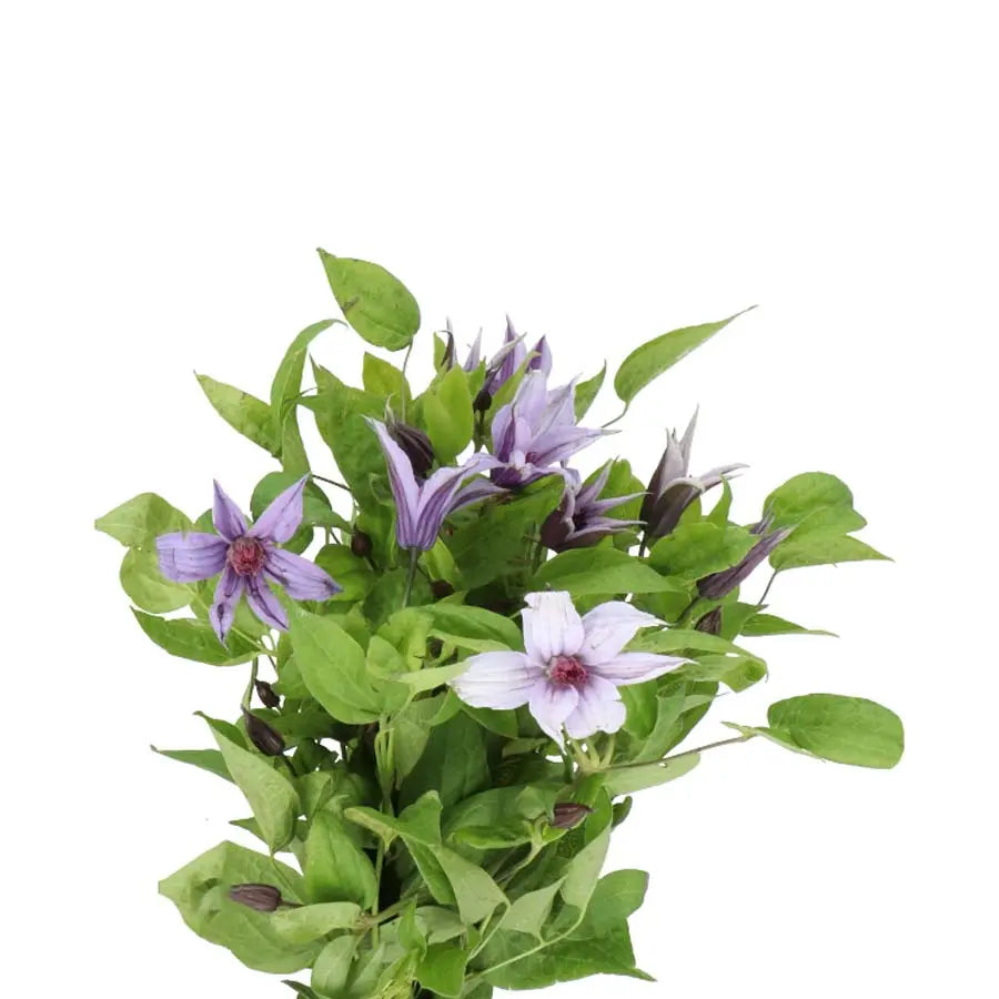 Clematis Amazing Havana - 20 Stem Bunch Holex Dutch