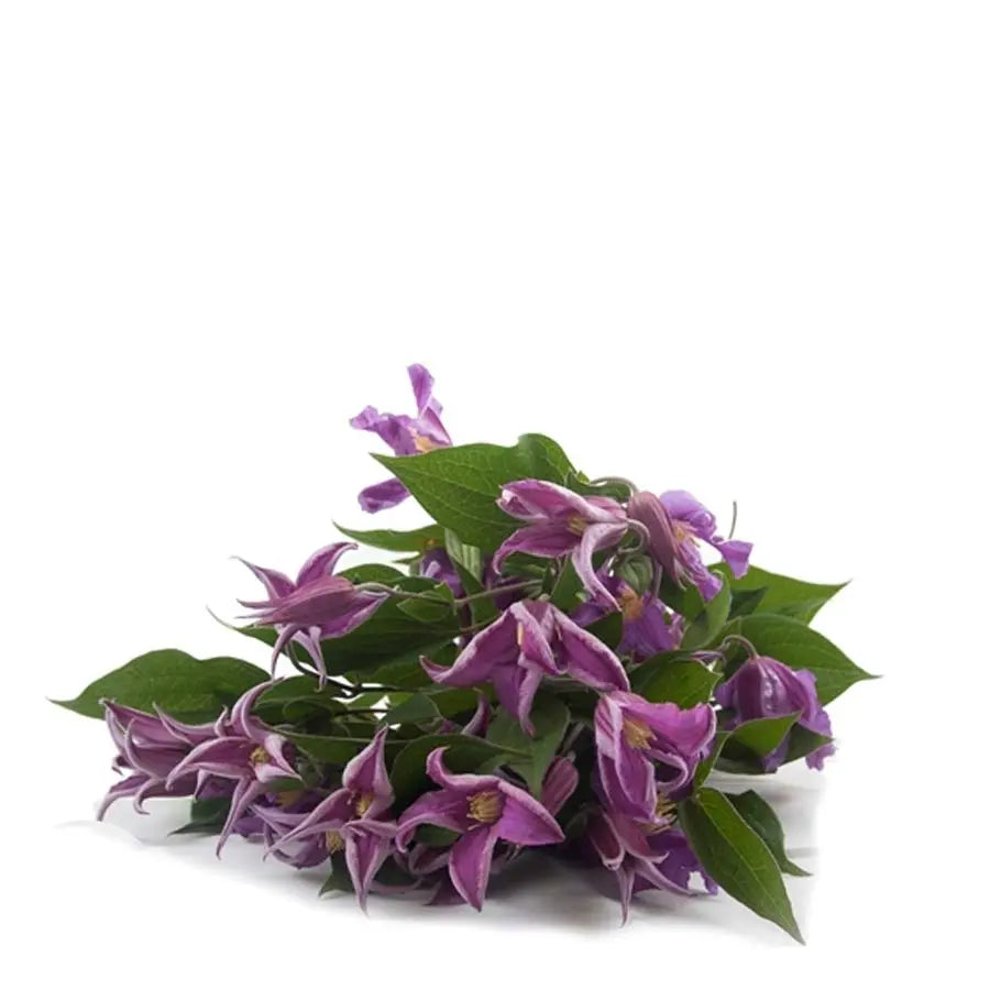 Clematis Amazing Rome - 20 Stem Bunch Holex Dutch